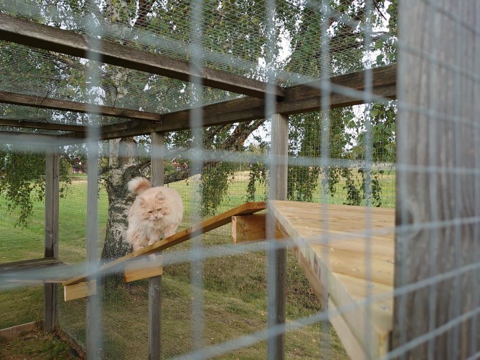 Katt på nytt hyllplan i säkrat uteområde med träd och grön gräsmatta i bakgrunden.