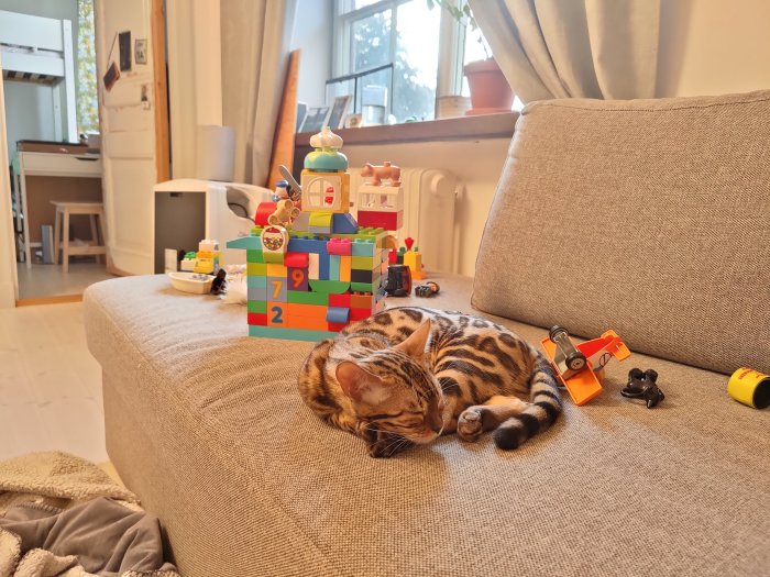 Tigerkatt sover bredvid leksaker och byggklossar på en soffa i ett hemtrevligt vardagsrum.