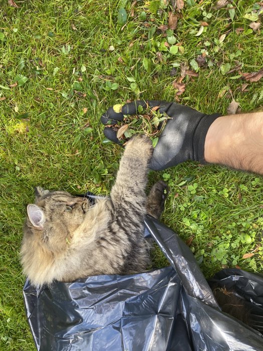 Katt vid namn Doris som leker med en hand i trädgårdshandskar som samlar ihop löv på gräsmatta.