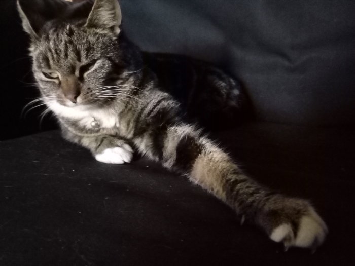 Katt vid namn Peppar som ligger med utsträckt lång tass mot mörk bakgrund.