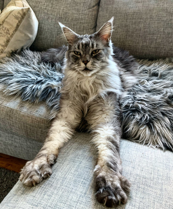Katt med oväntat långa utsträckta ben sittandes i en soffa.