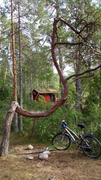 En cykel lutad mot en unikt format trädgren med ett litet rött skjul i bakgrunden i en skogsmiljö.