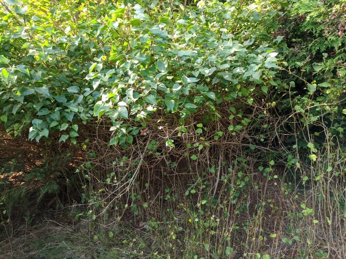 Tät vegetation med blandade gröna blad och tunna stammar som växer vilt.