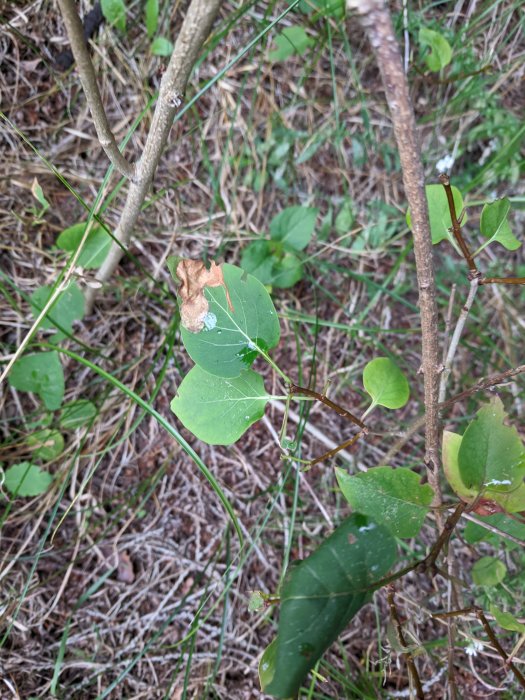 Blad med delvis brun fläck på gren i naturlig miljö, oidentifierad växt, potentiellt ogräs.