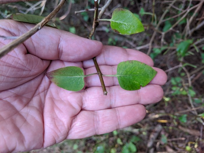 Hand som håller två gröna löv med platta stjälkar mot en suddig naturlig bakgrund.