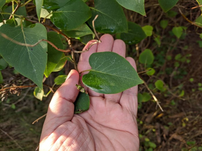 Hand håller ett grönt blad från en växt för att visa form och egenskaper mot ljus bakgrund av vegetation.