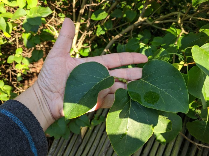 Hand håller upp gröna löv med möjlig platt ände för att identifiera växttyp på en trädgårdstomt.