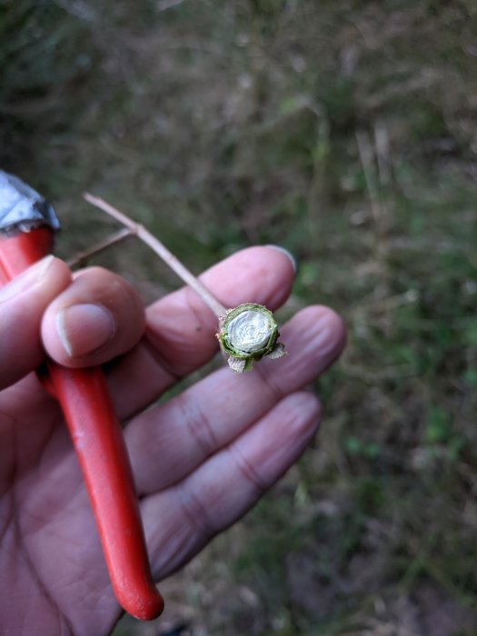Hand håller avklippt planta med tjock stam som inte är ihålig, för identifiering av ogräsart.