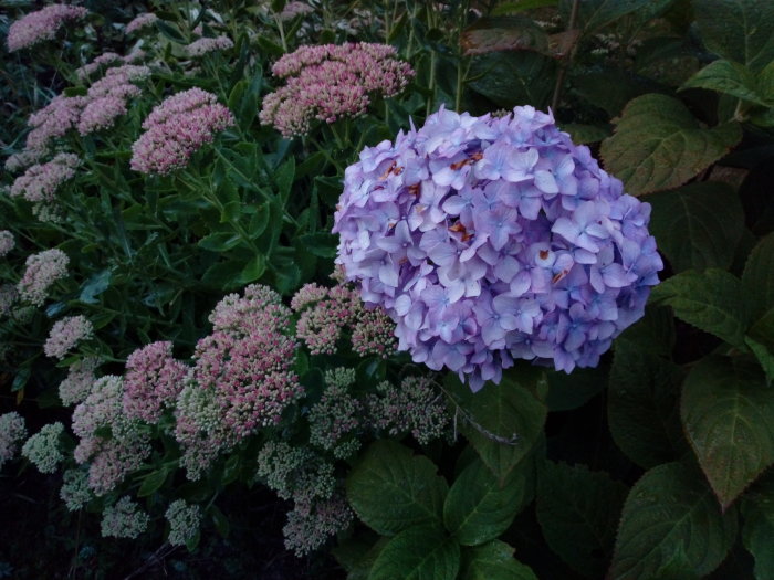 Blommande lila hortensia i förgrunden med omogna kärleksört och gröna bladverk i bakgrunden.