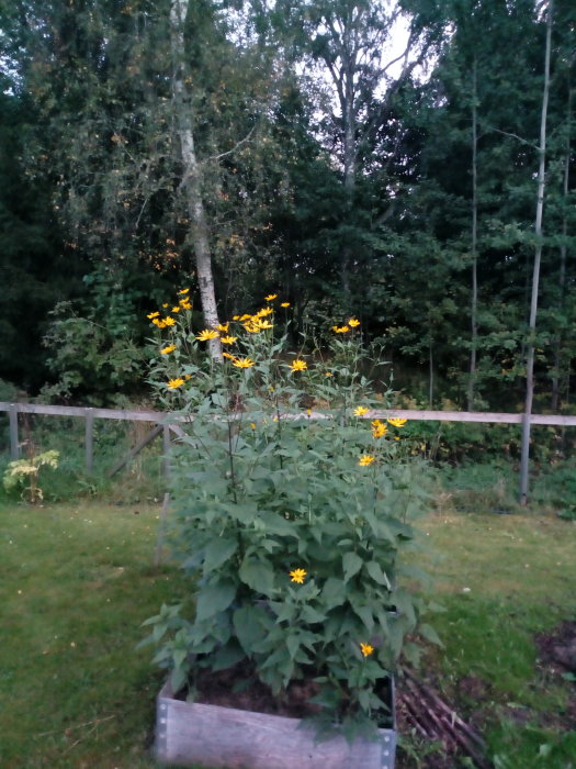 Trädgårdsland med blommande gul jordärtskocka framför gröna träd och ett staket.