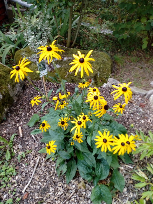 Guldblommiga växter med mörka centra, troligen Rudbeckia, i en trädgård med flismulch och gröna växter i bakgrunden.