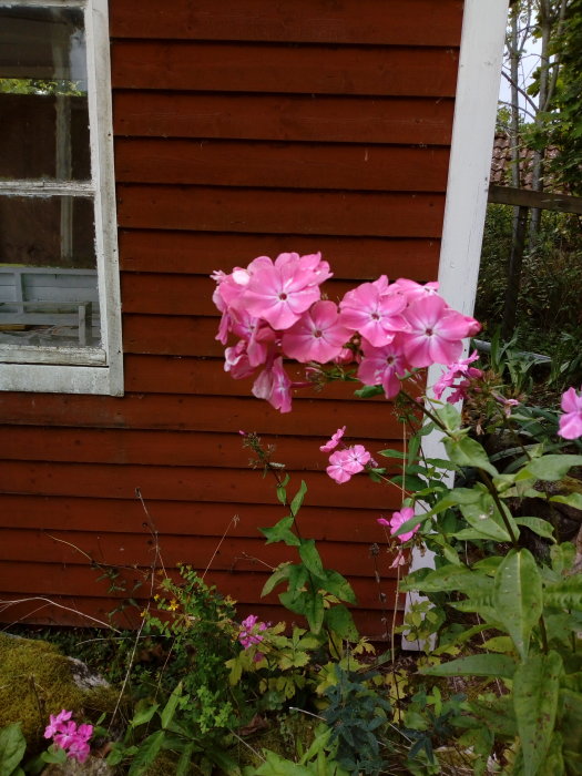 Rosa hortensia mot rödmålad husvägg, gröna bladväxter och ett gammalt fönster syns i bakgrunden.