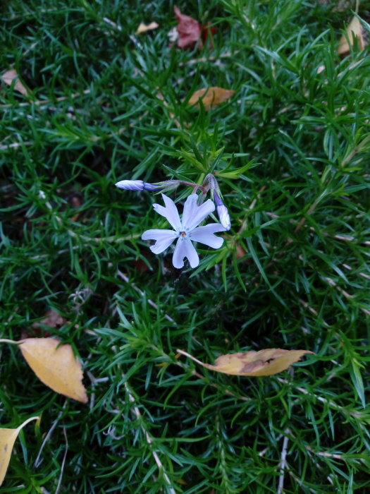 Vit blomma av kärleksört bland gröna blad och gula löv på marken.