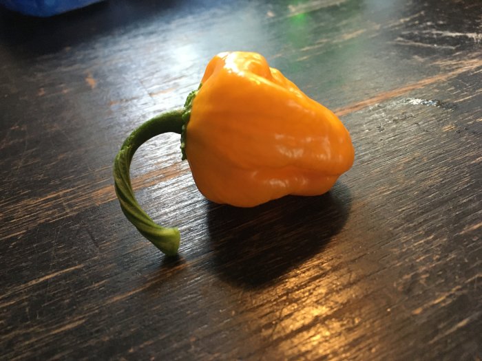 En gul Mushroom chili av sorten chinense på ett mörkt träbord.