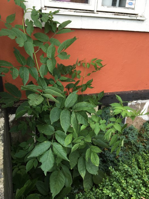 Fläderbuskar som växer tätt intill en husgrund med rödorange vägg och ett fönster.