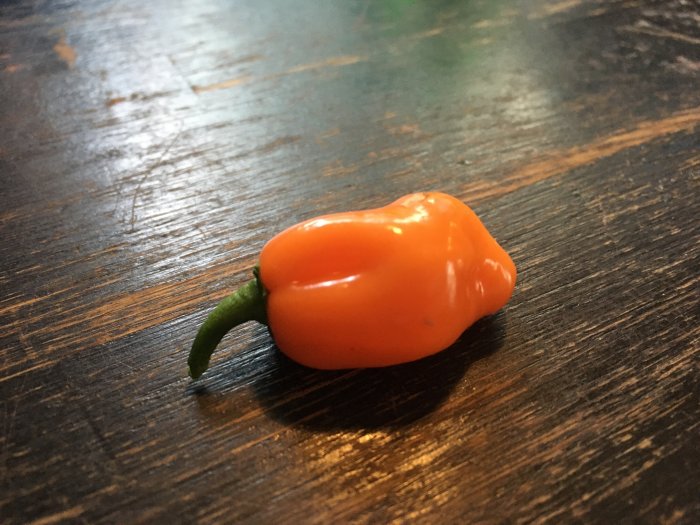 En orange Habanada-chili med svagt grönt skaft på ett träbord.