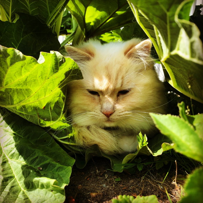 Fluffy cream-colored cat hiding among green rhubarb leaves in a garden.