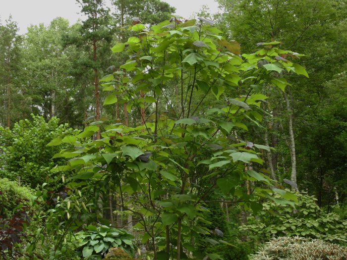 Ungefär fyra meter högt purpurkatalpaträd (Catalpa x erubescens 'Purpurea') med stora gröna blad i trädgårdsmiljö.