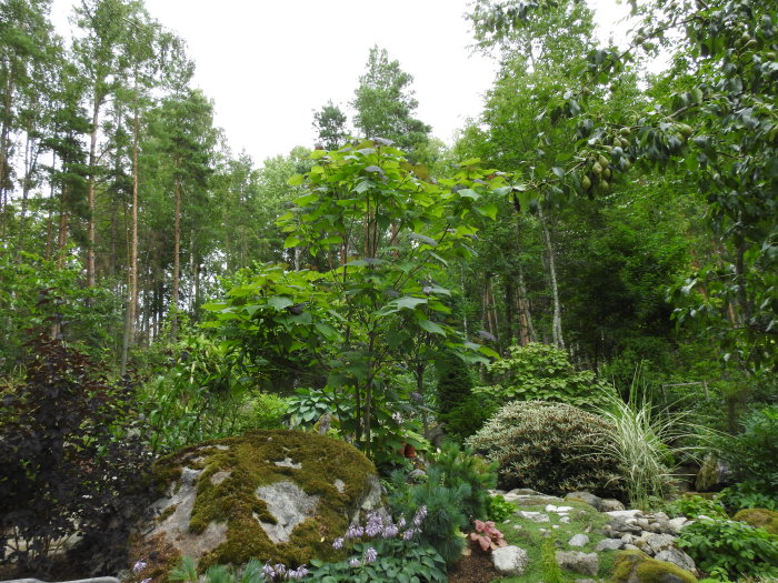 Catalpa-träd i en lummig trädgård med stora gröna blad, omgiven av andra växter och mossbeklädd sten.