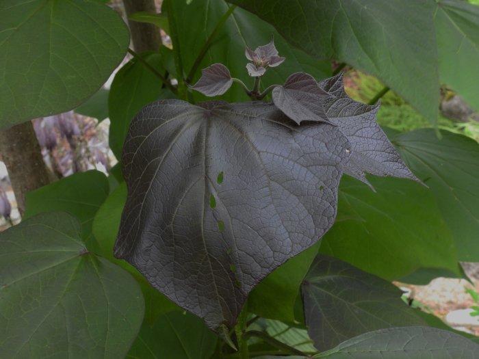 Stort mörkt purpurfärgat Catalpa-blad framträder bland gröna blad på ett träd.