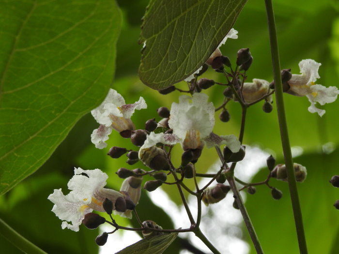 Blommande Catalpa träd med stora gröna blad och vita blommor i klasar.