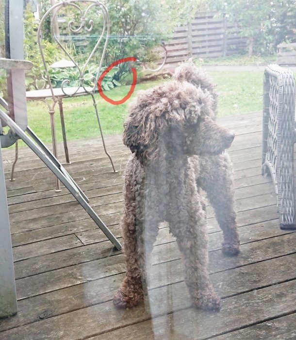 Brun hund framför trädäck ser ut åt sidan, med en katt dold bakom grön växt markerad i rött.