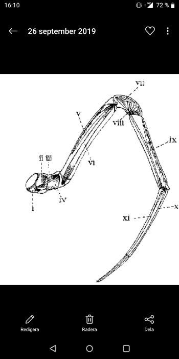 Linjeteckning av en spik med markerade delar och numrering från i till xi.