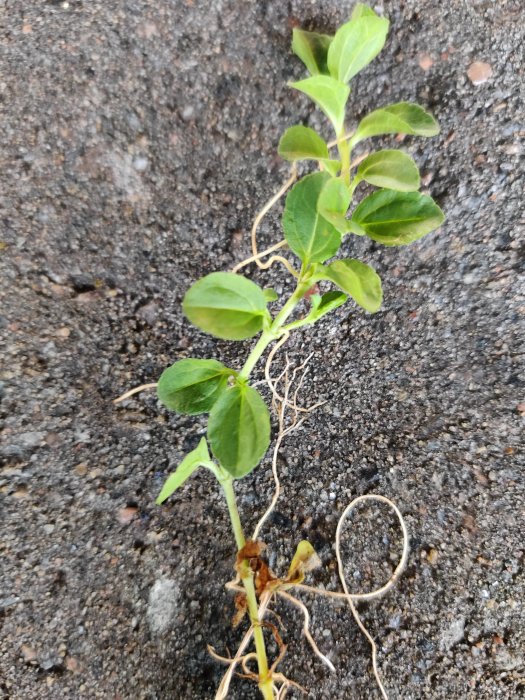 Närbild på en planta med gröna blad och slingriga rötter på en grusig mark.