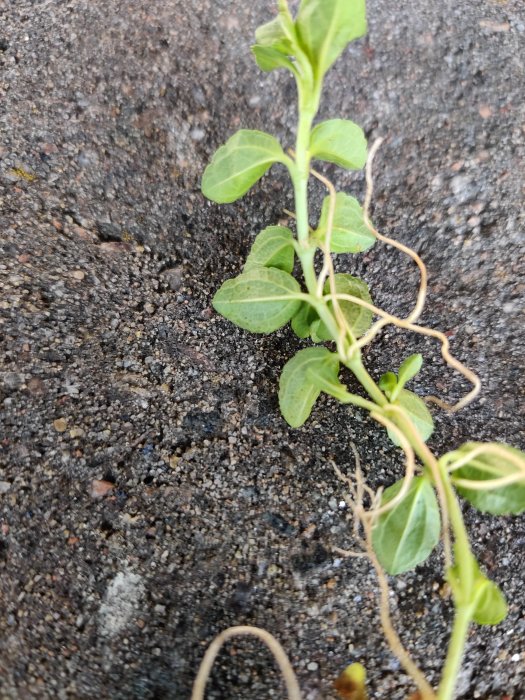 Närbild av en växande planta med gröna blad och slingrande rötter på grov asfaltyta