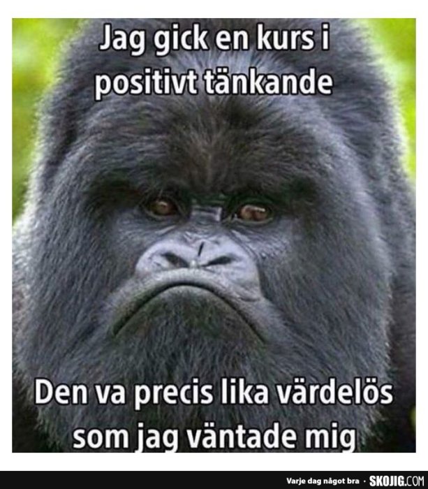 Bild av en gorilla med en text om en kurs i positivt tänkande och dess värdelöshet.