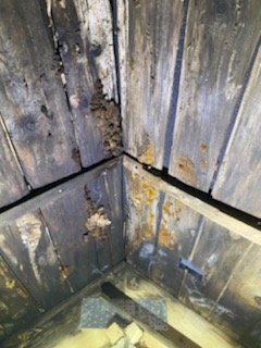 Hörnet av ett rum där väggarna visar omfattande mögelskador och fukt, efter påbörjad rivning.