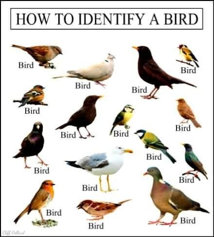 Affisch med olika fåglar och texten "HOW TO IDENTIFY A BIRD" med ordet "Bird" under varje fågel.