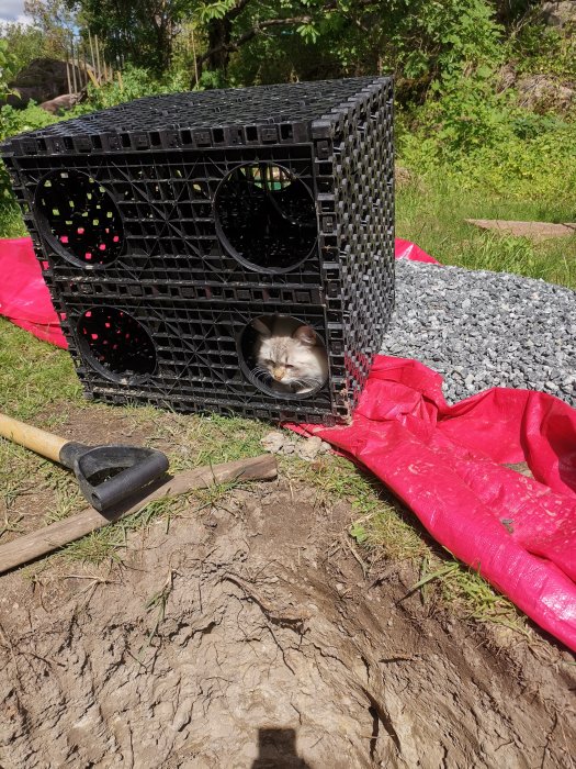 Katt i en svart vattenkassett ovanpå makadam bredvid en grävd grop och en spade.