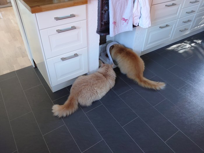 Två katter äter från skålar i ett kök, den ena väntar medan den andra äter.