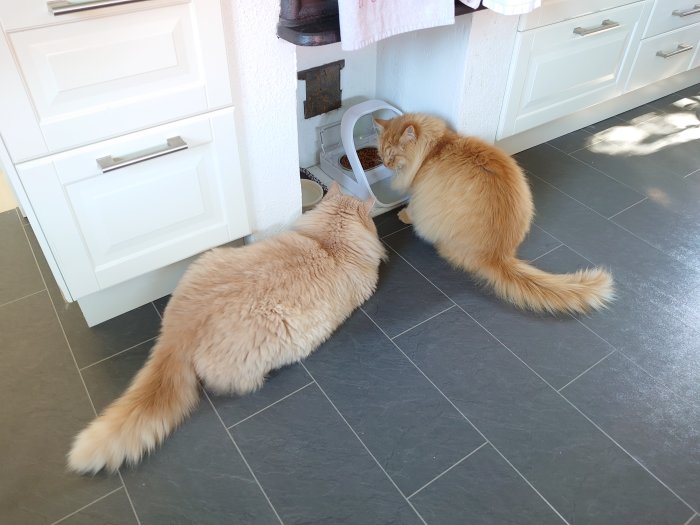 Två långhåriga orange katter vid en automatisk matmaskin, en äter och en väntar.