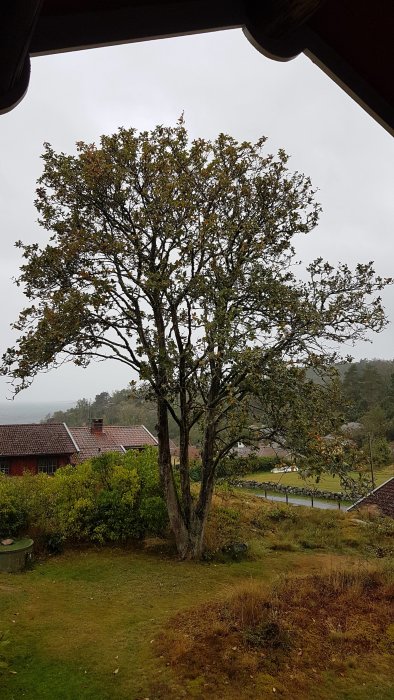 En stor oxelträd på cirka 8 meter syns framför ett bostadshus och en gräsmatta.