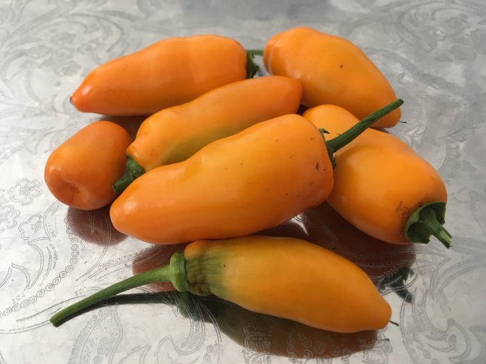 Orange chili 'Hungarian hot wax' i olika mognadsstadier på ett mönstrat bord.