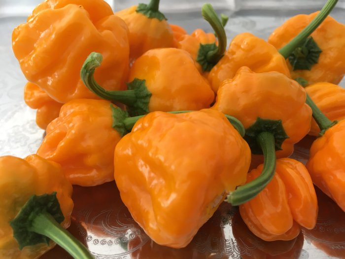 Mogen orange chili 'Vampire' med udda form och veckad textur på ett genomskinligt fat.