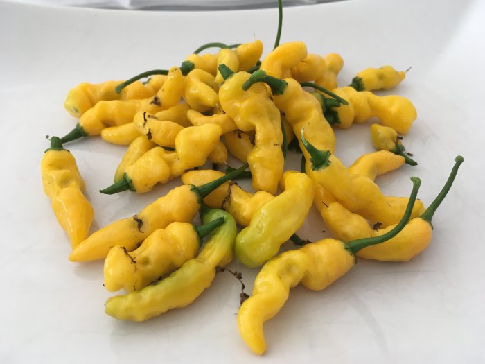 Gul och grön chili av sorten Mushroom yellow med udda form och stark hetta, ligger på vit yta.