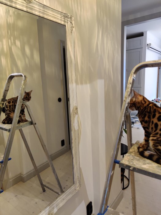 En bengalkatt sitter på en stege speglad i en stor väggspegel under renovering.