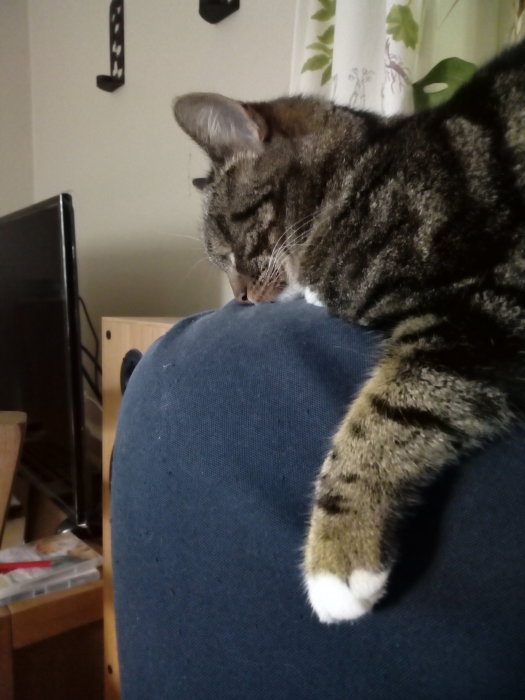 En sömnig katt som ligger och vilar huvudet på en blå fåtölj.