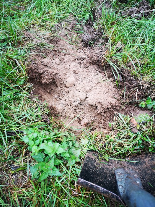 Jord med blandning av lera och sand samt en spade i en nyanlagd plantering på gräsmatta.