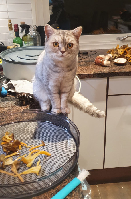 En katt sitter på ett köksbord bredvid en sil och svampar, med rengöringsverktyg i förgrunden.