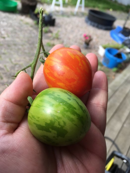 En hand håller en mogen Tigrella tomat med röd-orangea strimmor och en omogen grön med strimmor.