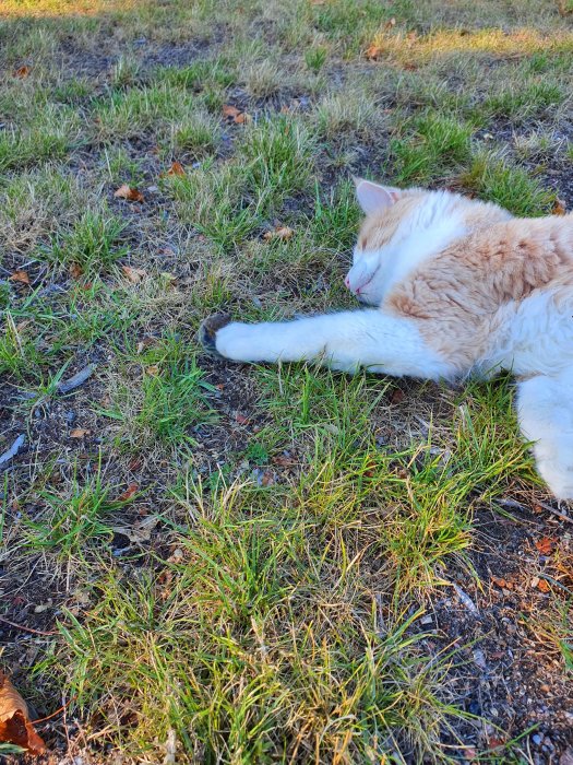 En vit och orange katt som ligger i gräset.