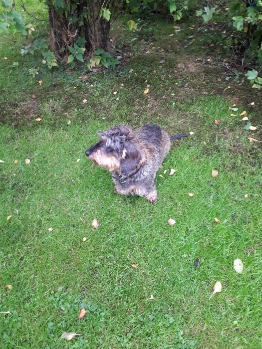 Hund på gräsmatta utan synliga slagfällor eller kombifällor.