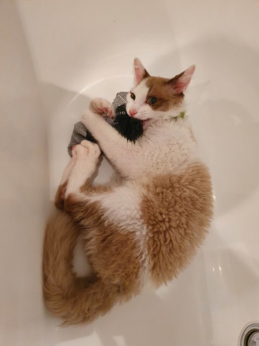 Kattunge leker med en strumpa i ett vitt badkar.