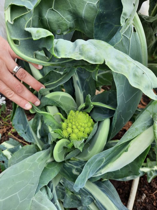 En romanesco växer bland gröna blad, tydligt formad som en fraktal, med en hand i bakgrunden.