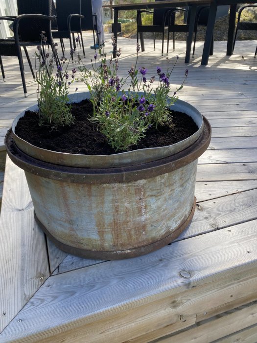 Gammalt fotogen oljefat återanvänt som blomkruka med lavendel på en träaltan.