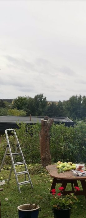 Beskuret träd med avklippta grenar, stege vid sidan, i en trädgård med utspridda kvistar och äpplen på bordet.